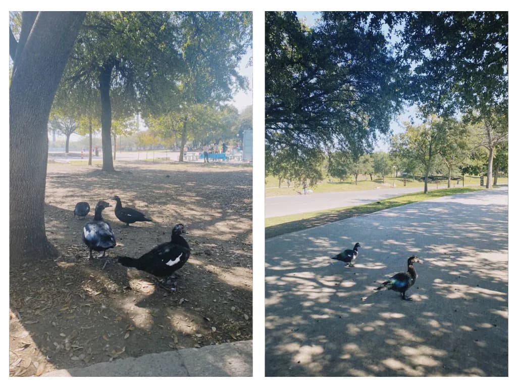 Lots of wildlife - birds, squirrels